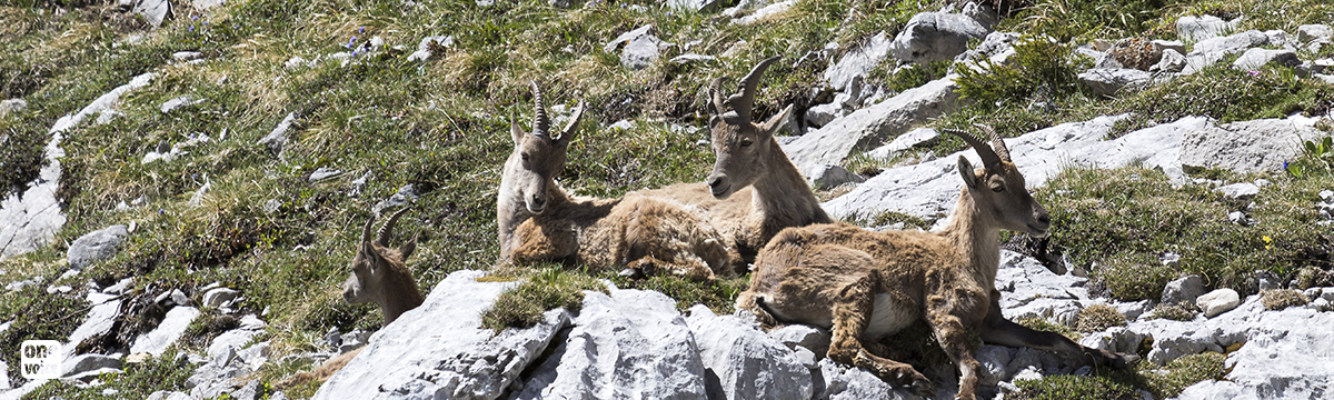 An advantageous decision for 160 ibex in Bargy!