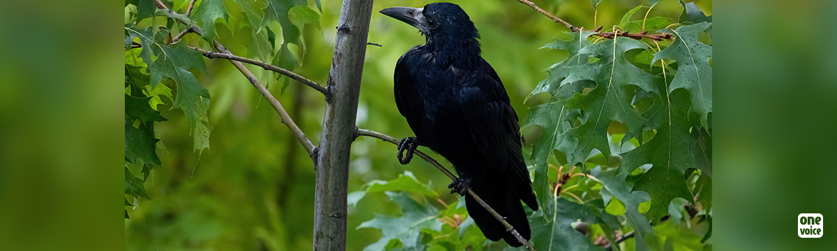 The courts have recognised that ravens and crows in Jura were illegally massacred in summer 2022 