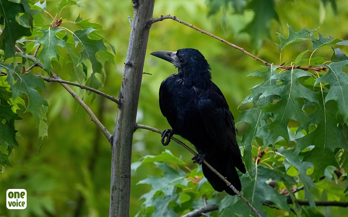 La justice reconnaît que les corbeaux et corneilles du Jura ont été massacrés illégalement à l’été 2022