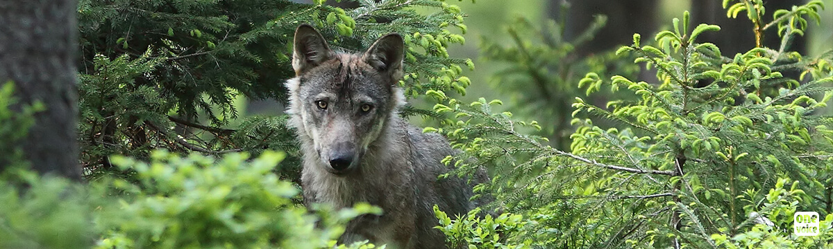 One Voice demande justice pour le loup empoisonné dans la Drôme