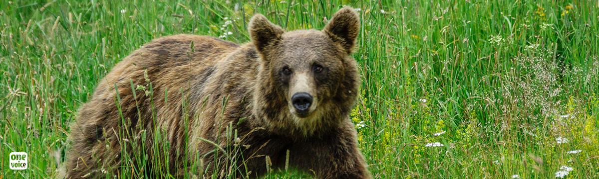 Brown bears in Ariège: faced with a disloyal opponent, the Prefecture, One Voice has obtained a hard-fought suspension of the decrees