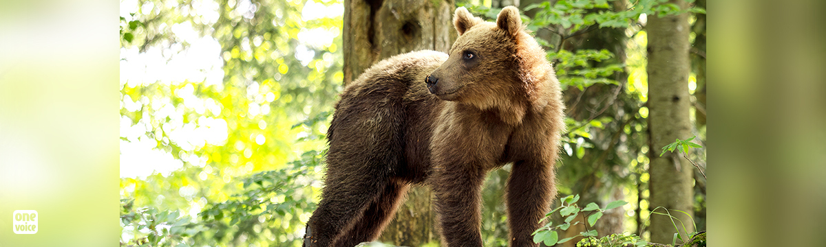 Bear scaring: the weeks pass by and nothing changes in Ariège...