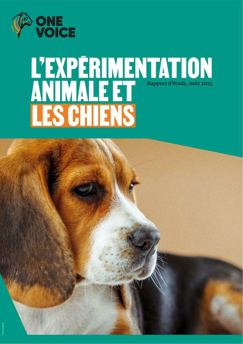 L'expérimentation animale et les chiens