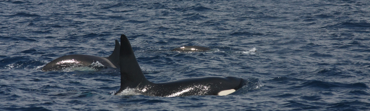 Open letter regarding Iberian orcas and their interactions with ships
