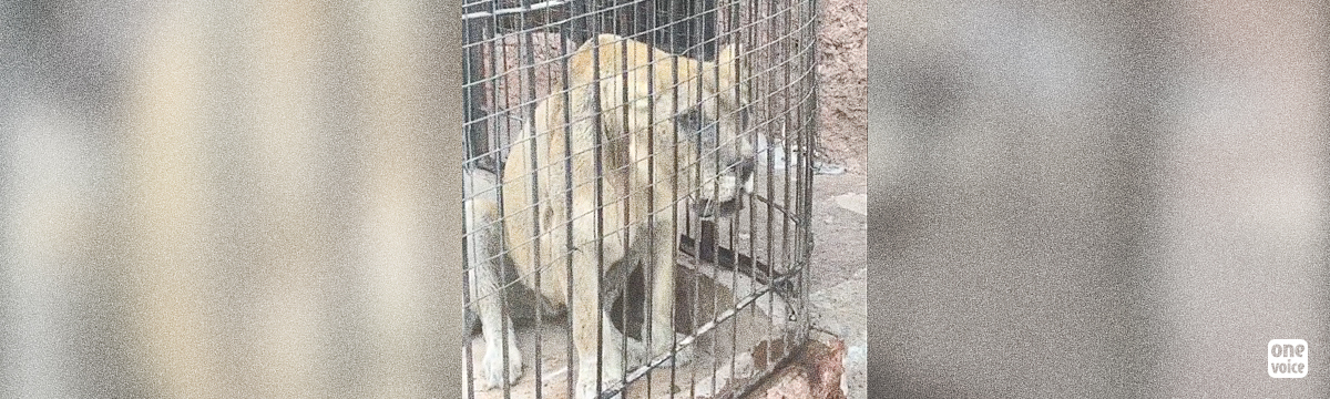 We are asking that the lions at Oran Zoo are put into a sanctuary