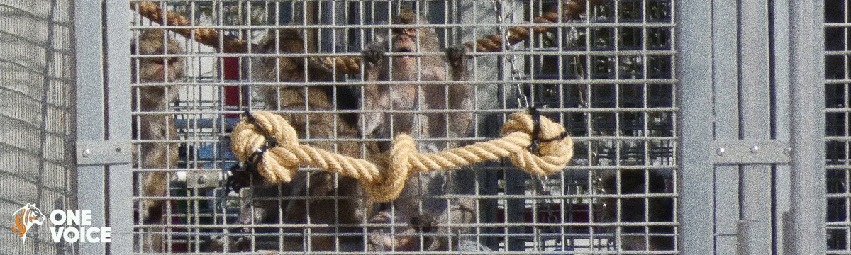 Camarney : 30 000 macaques pour les laboratoires d’expérimentation animale