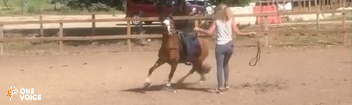 We are asking for justice for Happy, a pony violently beaten in front of children