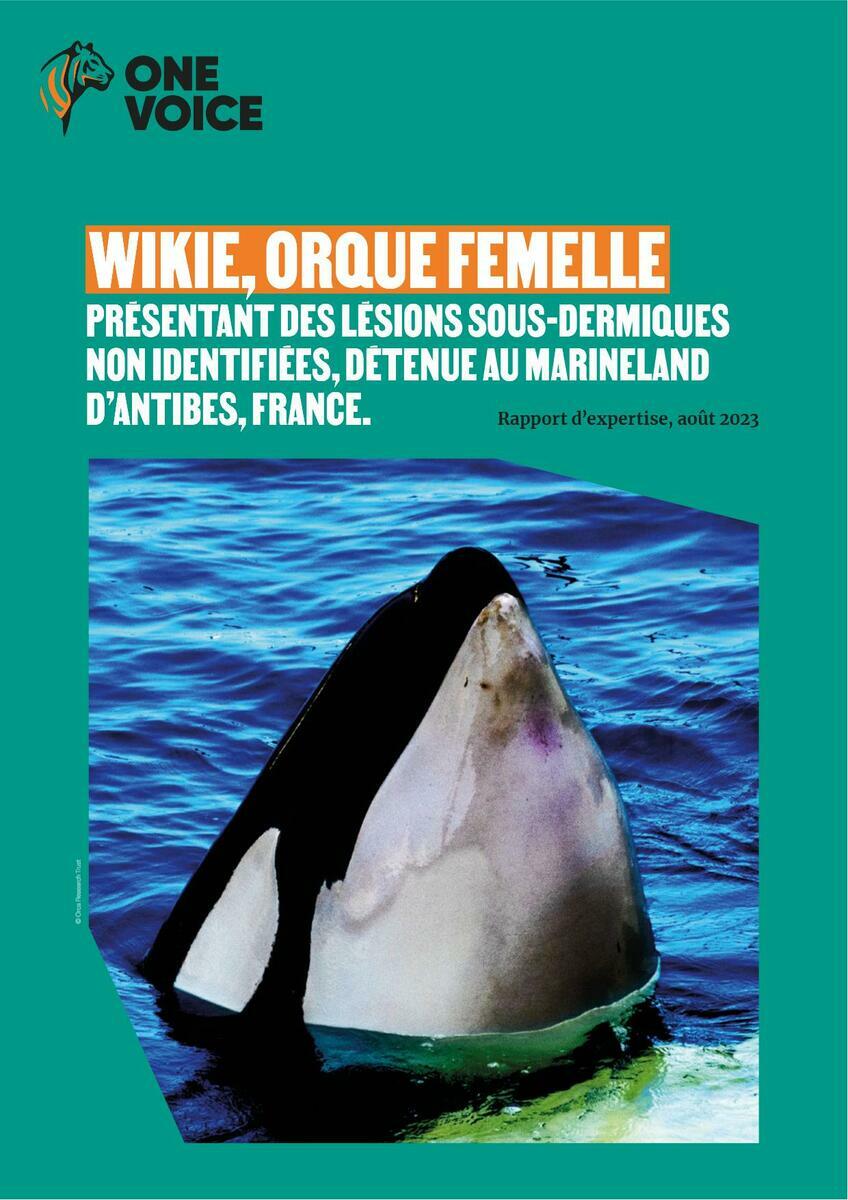 Wikie, orque femelle