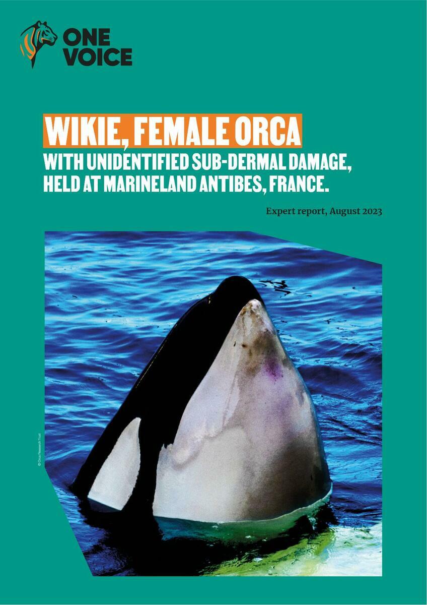 Wikie, female orca