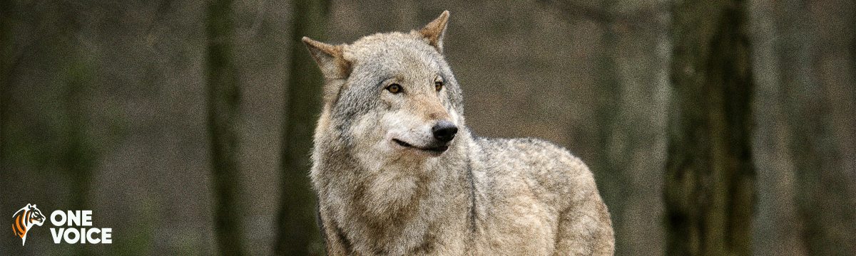 The extermination of wolves planned in France and Europe?