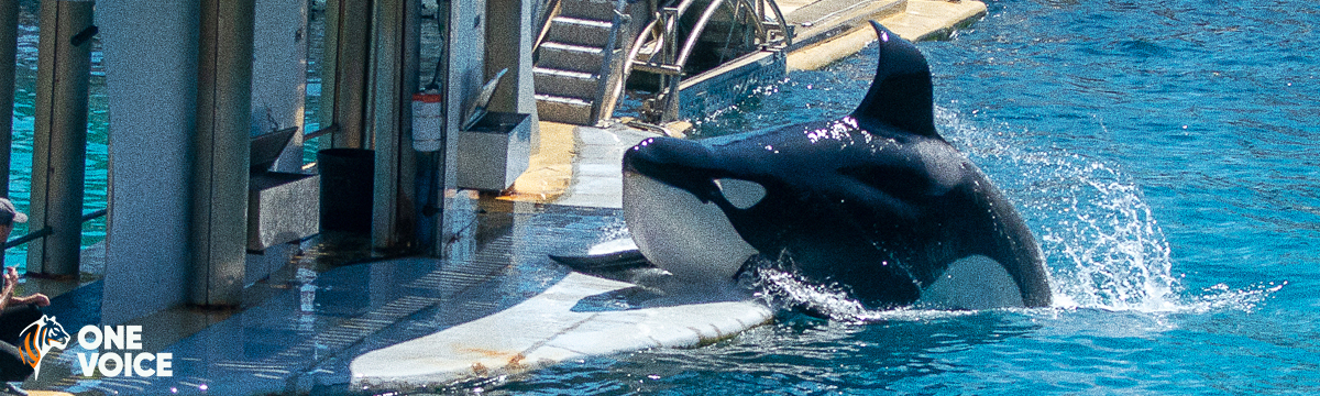 Orcas at Marineland: One Voice has succeeded in having an independent expert assessment arranged!
