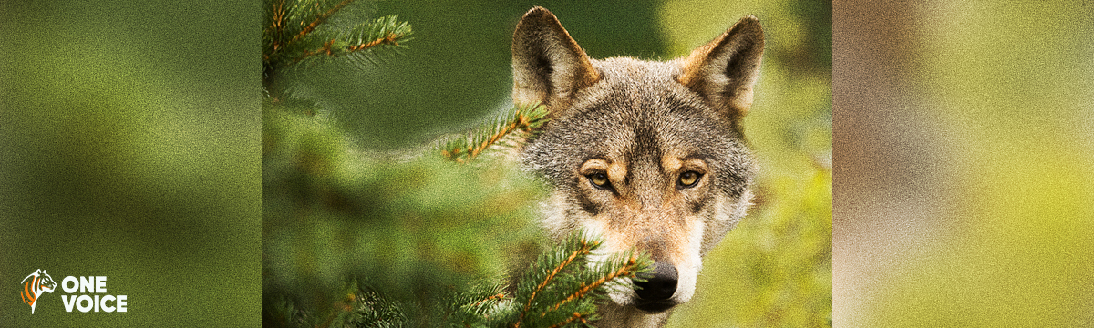 Les bénévoles de One Voice mobilisés pour la défense des loups en France et en Europe tous les week-ends du mois d'octobre