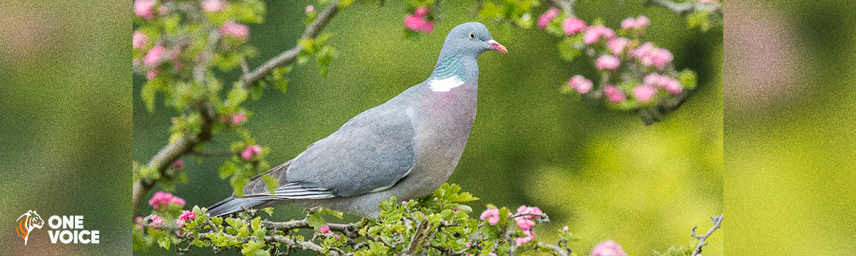 Hearing of 12 October 2023: wood pigeons in the Pyrenees victims of hunting deserve a clear defence