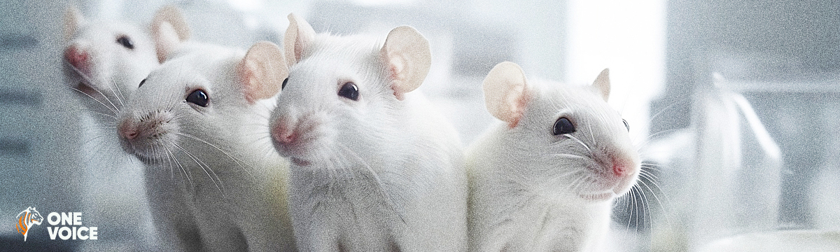 « Comités d’éthique » en expérimentation animale : on commence (doucement) à nous écouter