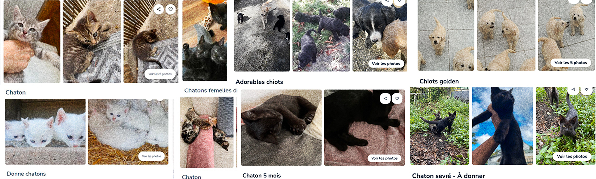Annonces illégales d’animaux en ligne : One Voice porte plainte contre Leboncoin
