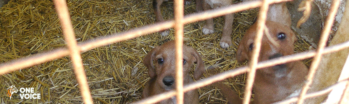 Hearing in Bordeaux on 7 November 2023 against Richard Mandral, the ‘hunting’ dog breeder from the Périgord