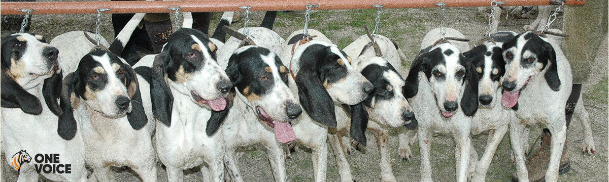 Chenil en Vendée : si, une demande d’extension a bien été déposée pour 120 chiens “de chasse” !