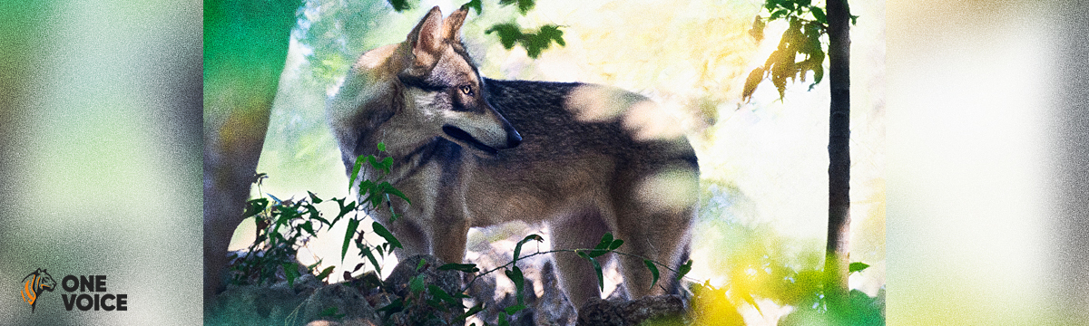 Stella, chienne-louve, menacée de mort en France, pourra vivre en toute sécurité en Italie