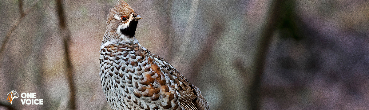 Galliformes de montagne : plus de mille oiseaux épargnés de la chasse 