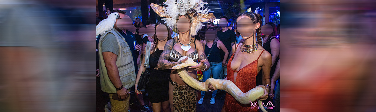 A python and cockatoos exhibited in a night club: One Voice is filing a complaint