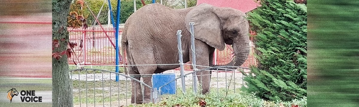 Contre vents et marées pour Samba, dernière éléphante « de cirque », dont la souffrance se brise sur l’indifférence de l’État