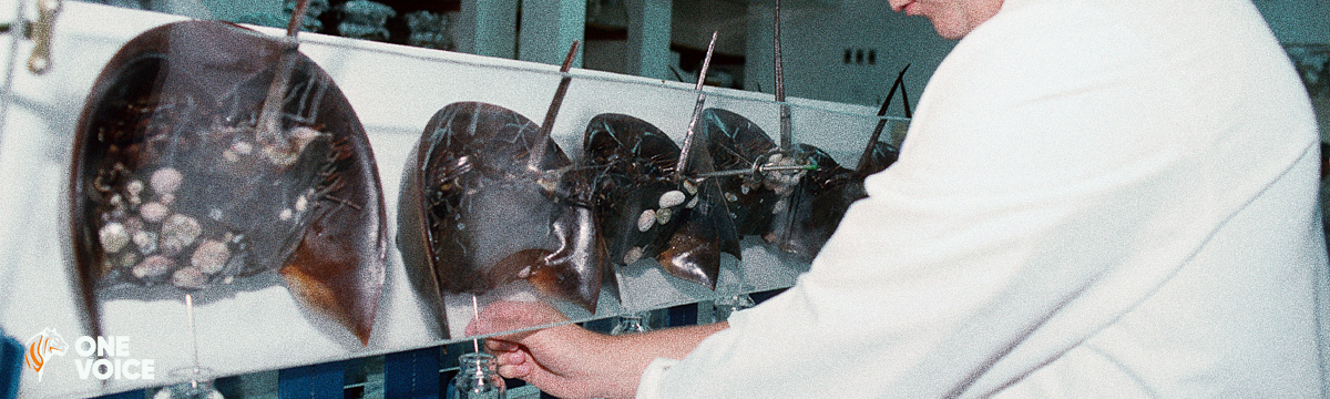Horseshoe crabs tested on for their blood: yes, alternatives exist