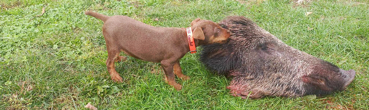 À Béziers, un élevage fait naître des chiens pour torturer des sangliers