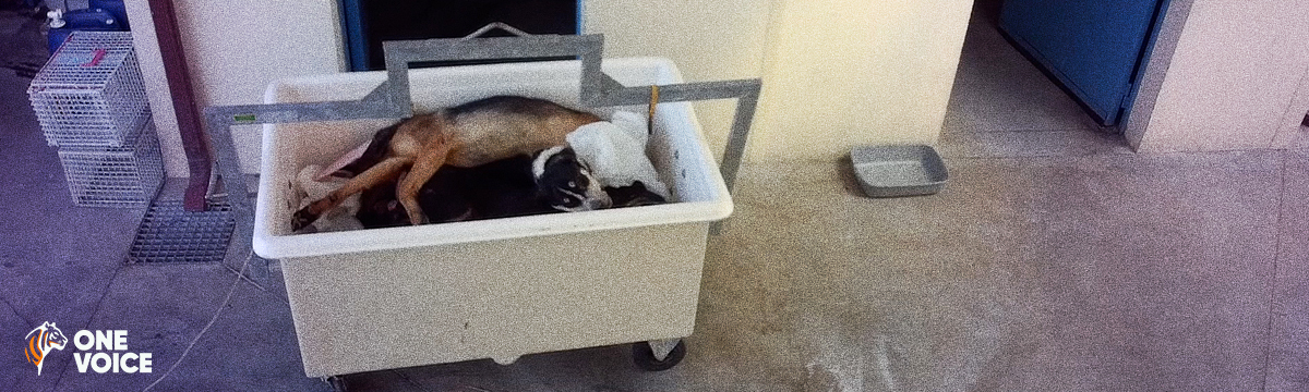 Errance animale : la France opte pour des massacres en fourrière