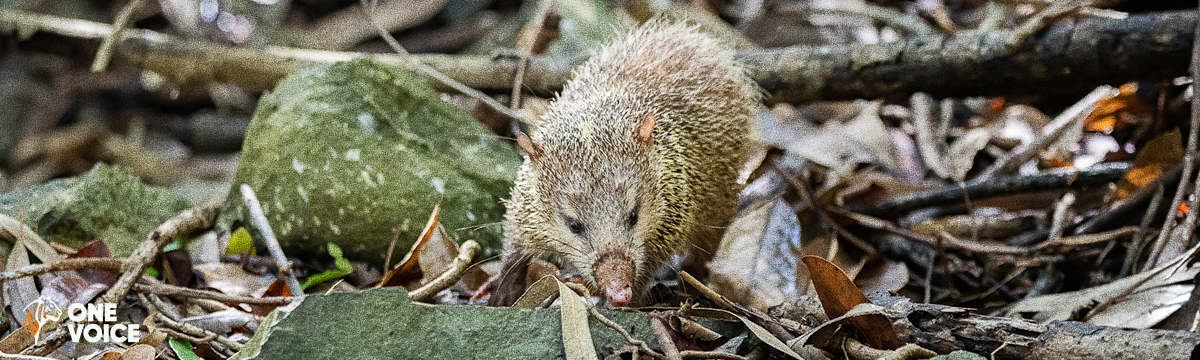 Several thousand tenrecs killed in Réunion: yet hunting was illegal!