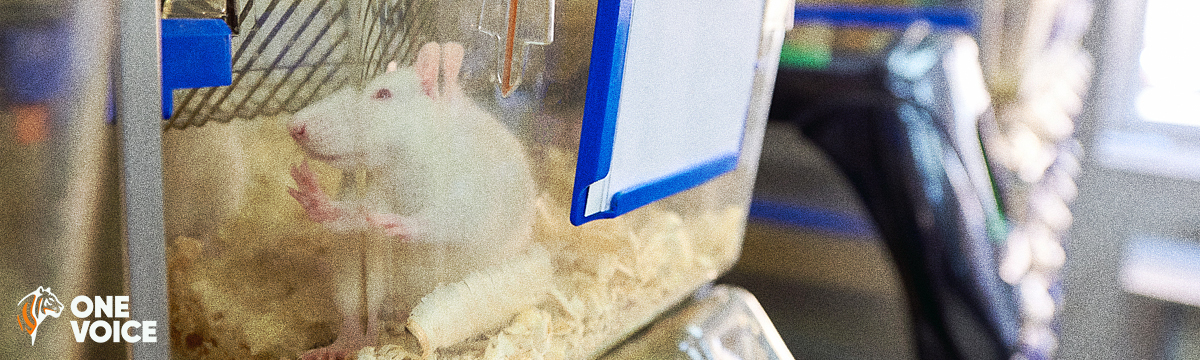 En 2024, les souris et les rats continuent à subir les pires expériences dans les laboratoires français