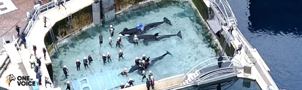 Marineland: One Voice has obtained a temporary ban on moving the orcas - hearing on 16/01/2024