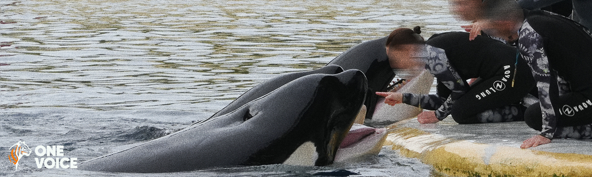The court prohibit Marineland from relocating the orcas before the end of the independent assessment