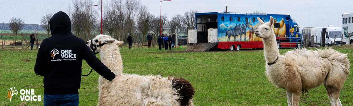 La fin de la vie de cirque pour les lamas, chevaux, vaches et dromadaires abandonnés par le Cirque de Paris