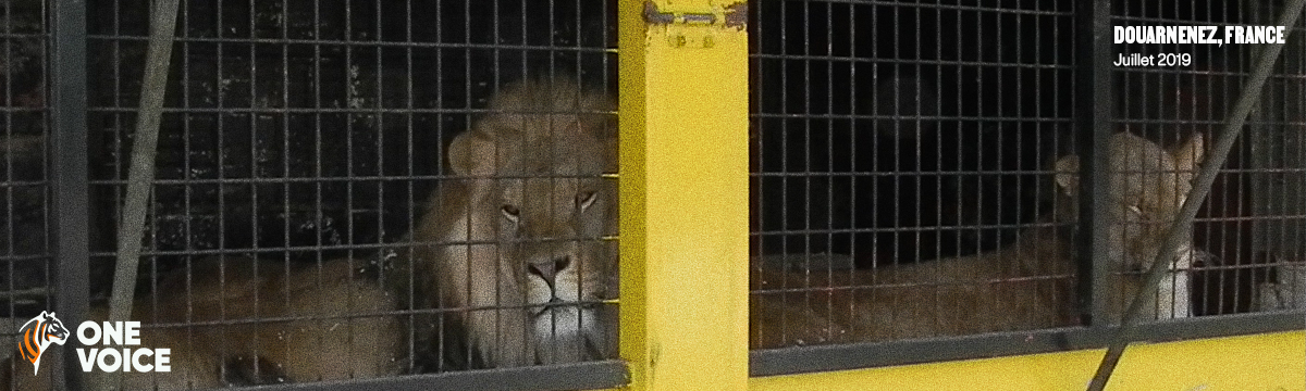 Audience à Vannes ce 12 février 2024 pour un lion et deux lionnes détenus par le cirque William Zavatta