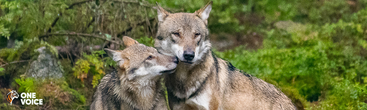 Plan Loup 2024-2029 : une volonté gouvernementale ouvertement anti-loups, action nationale de One Voice