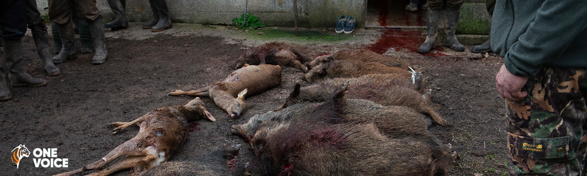 Maires : pour les animaux et l’environnement, interdisez la chasse !